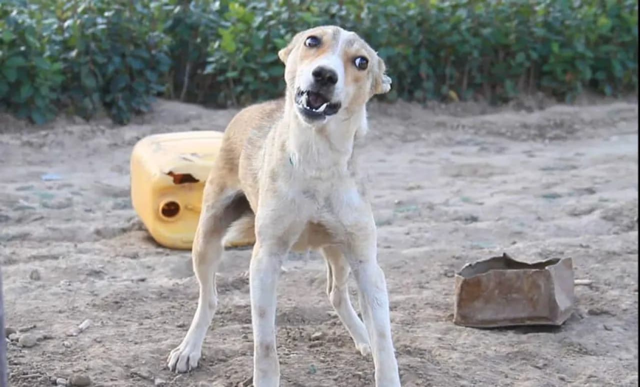 Twelve Hurt in Stray Dog Attack