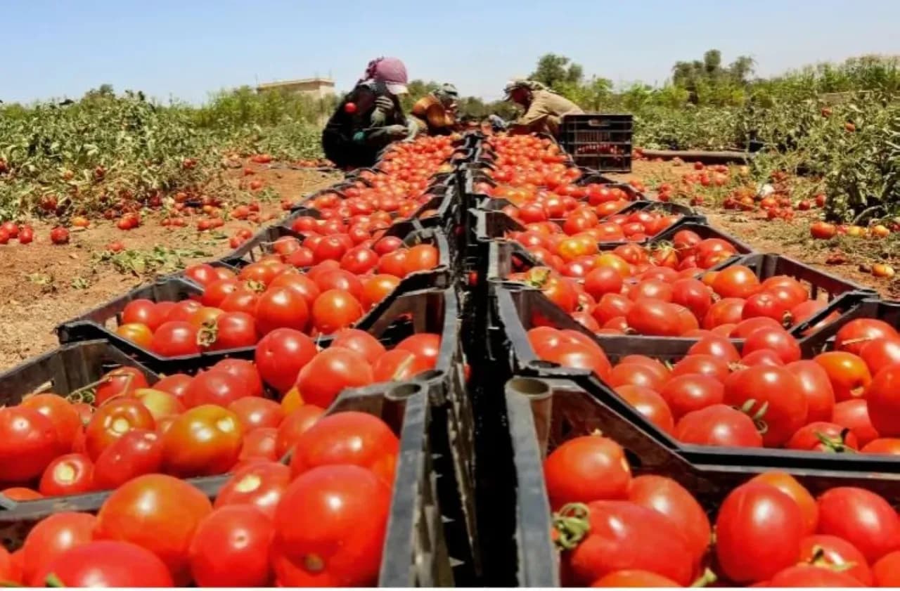 Agriculture Minister: Daily Fruit and Veg Export Over 3,200 Tons