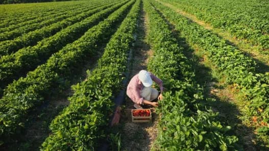 Jordan's yearly wheat and barley use reaches two million tons