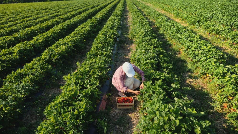 Jordan's food security exceeds water issues