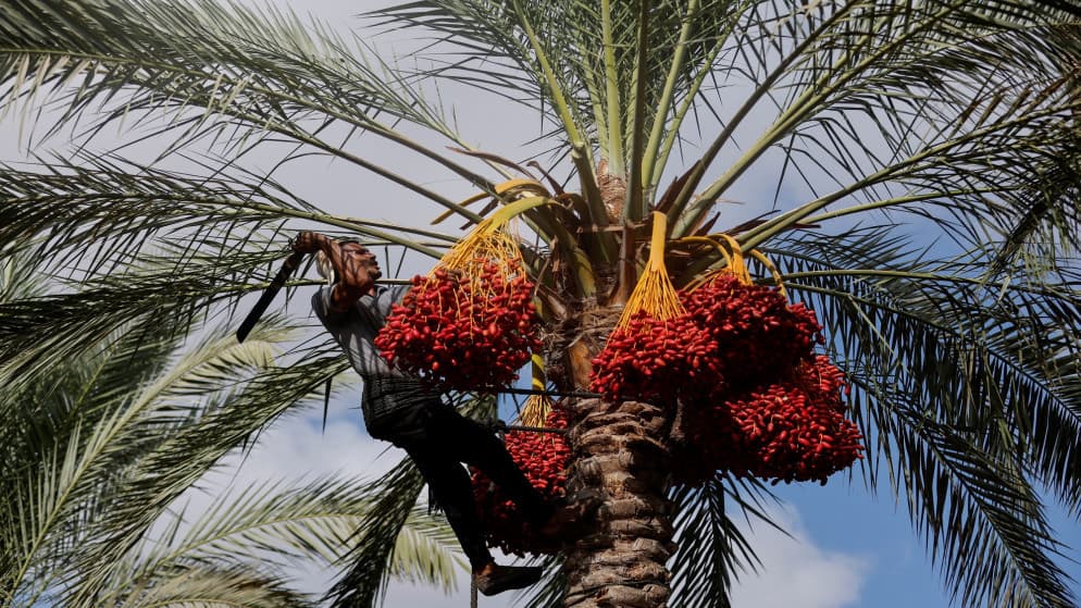 Green project to reshape Al-Qa'a area