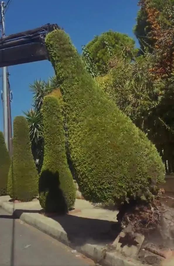 Amman Municipality criticized over sidewalk tree removal