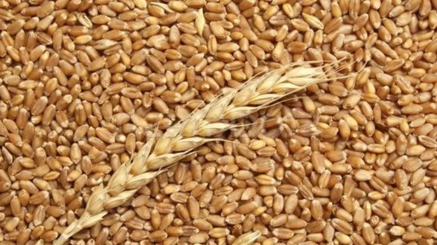 Government boosts wheat and barley funding