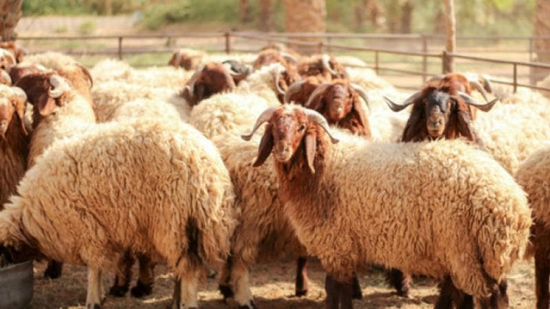 Al-Koura Agriculture calls for sheep ownership renewal