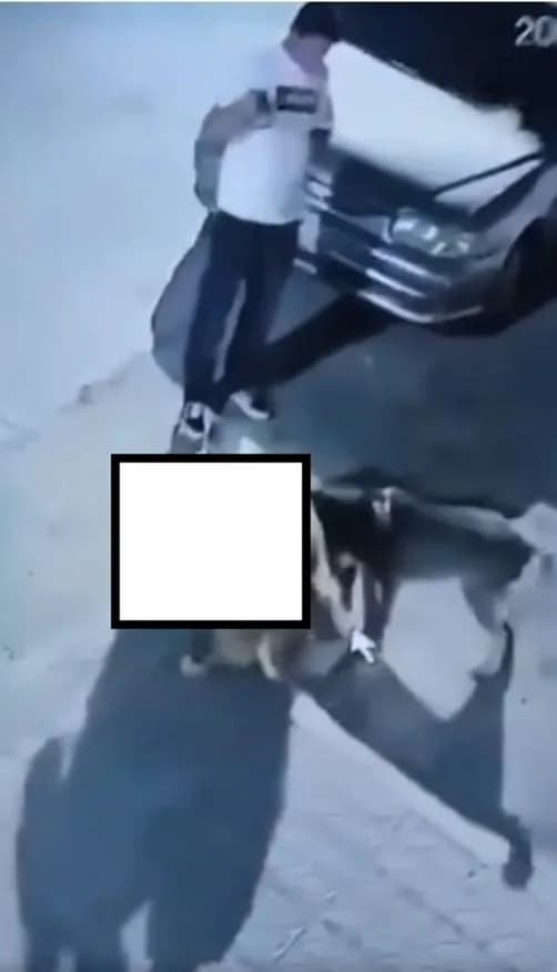 غضب على مواقع التواصل بسبب مقاطع إيواء كلب بلطيف