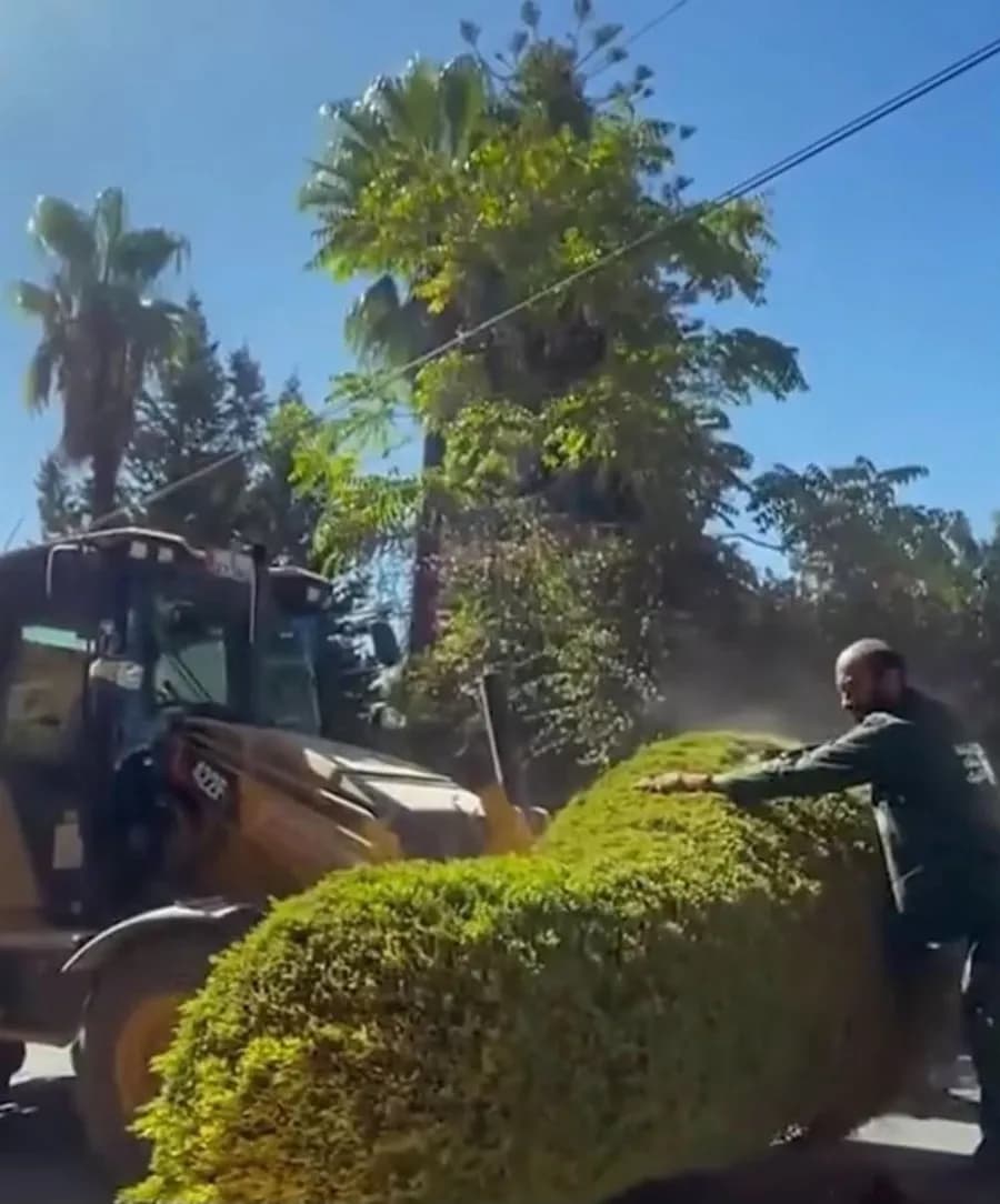 Amman removes 650 trees for sidewalk expansion