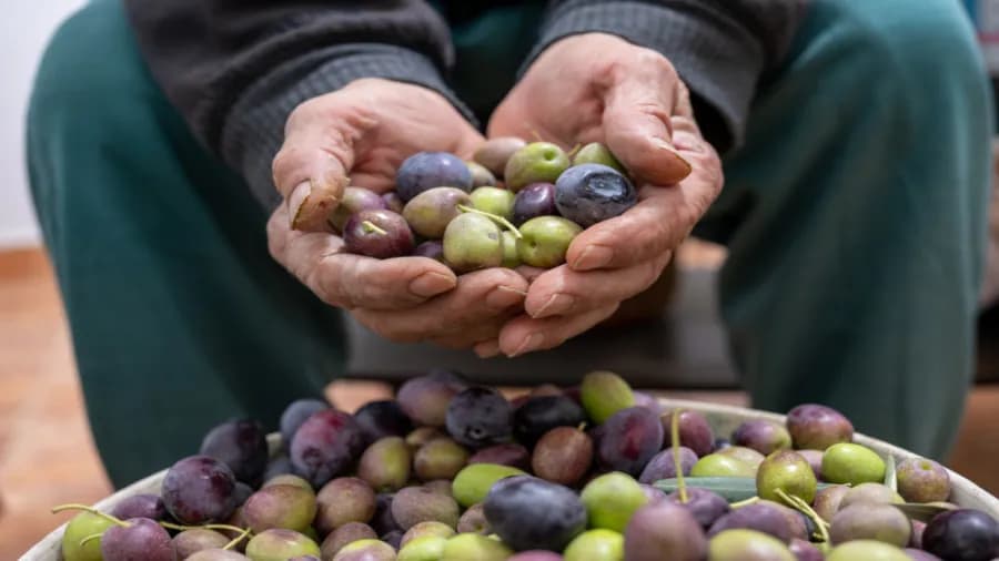 Zarqa Agriculture Gets 48 Olive Press Licenses
