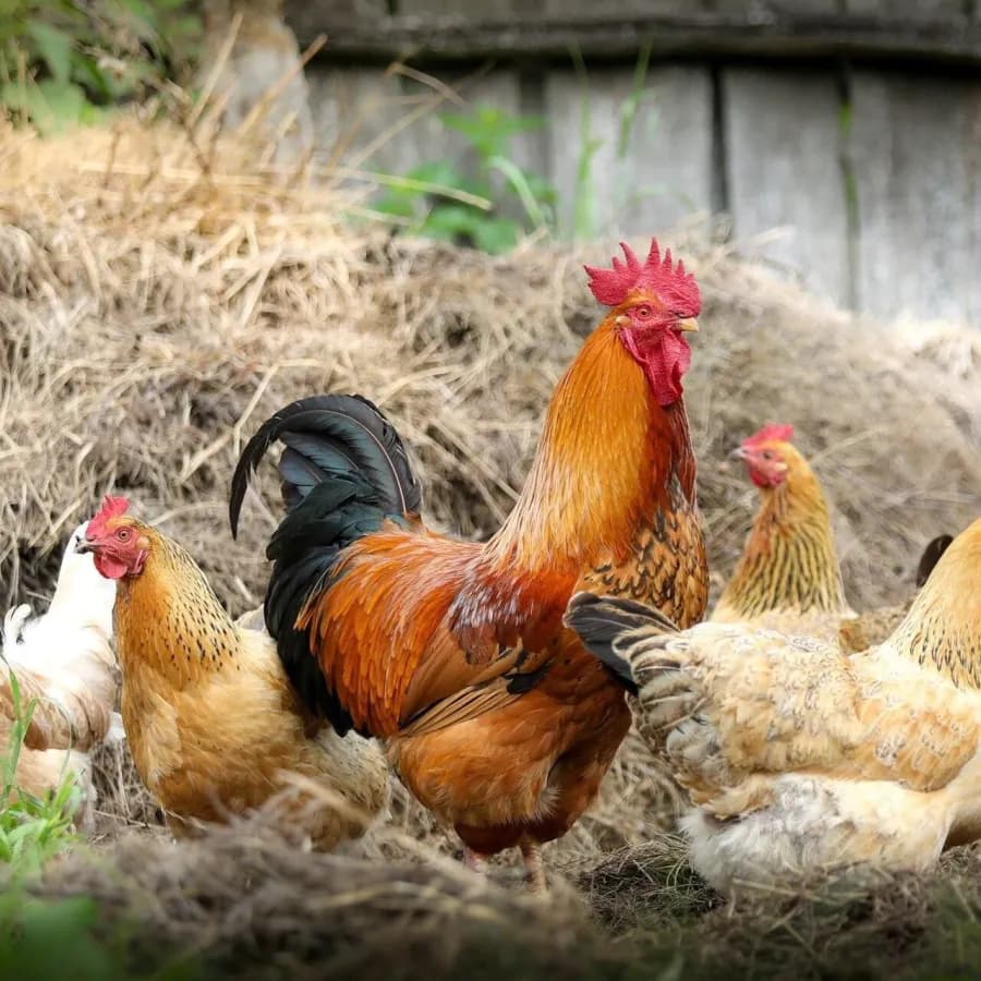Parliament Discusses Poultry and Olive Crisis