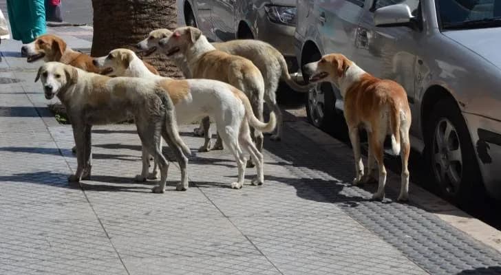 بلدية معان تطلق حملة لمكافحة الكلاب الضالة