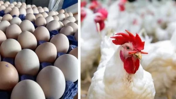 Poultry Prices Rise on Sept 15