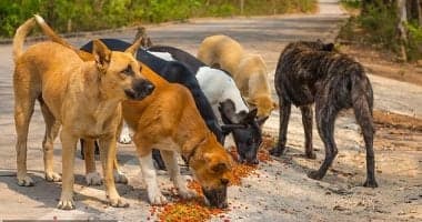 Reasons Behind Stray Dog Attacks