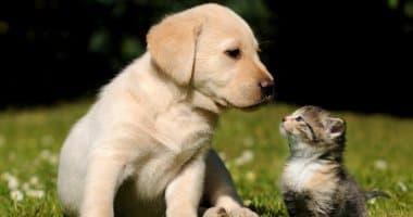 Veterinarian Warnings for Pet Owners