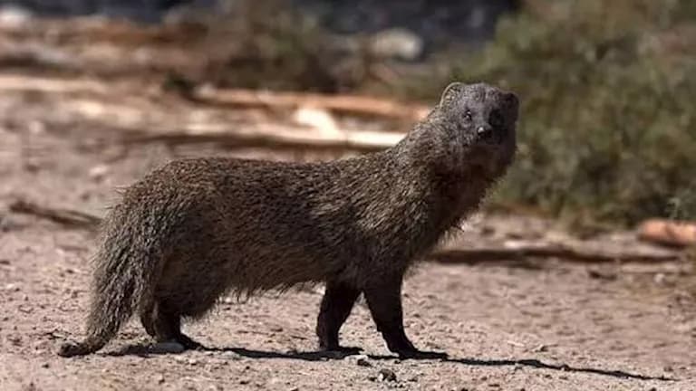 Mongoose Behavior After Fayoum Incident