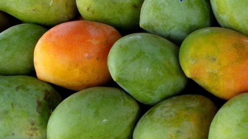 نصائح لشراء المانجا قبل مهرجان الإسماعيلية