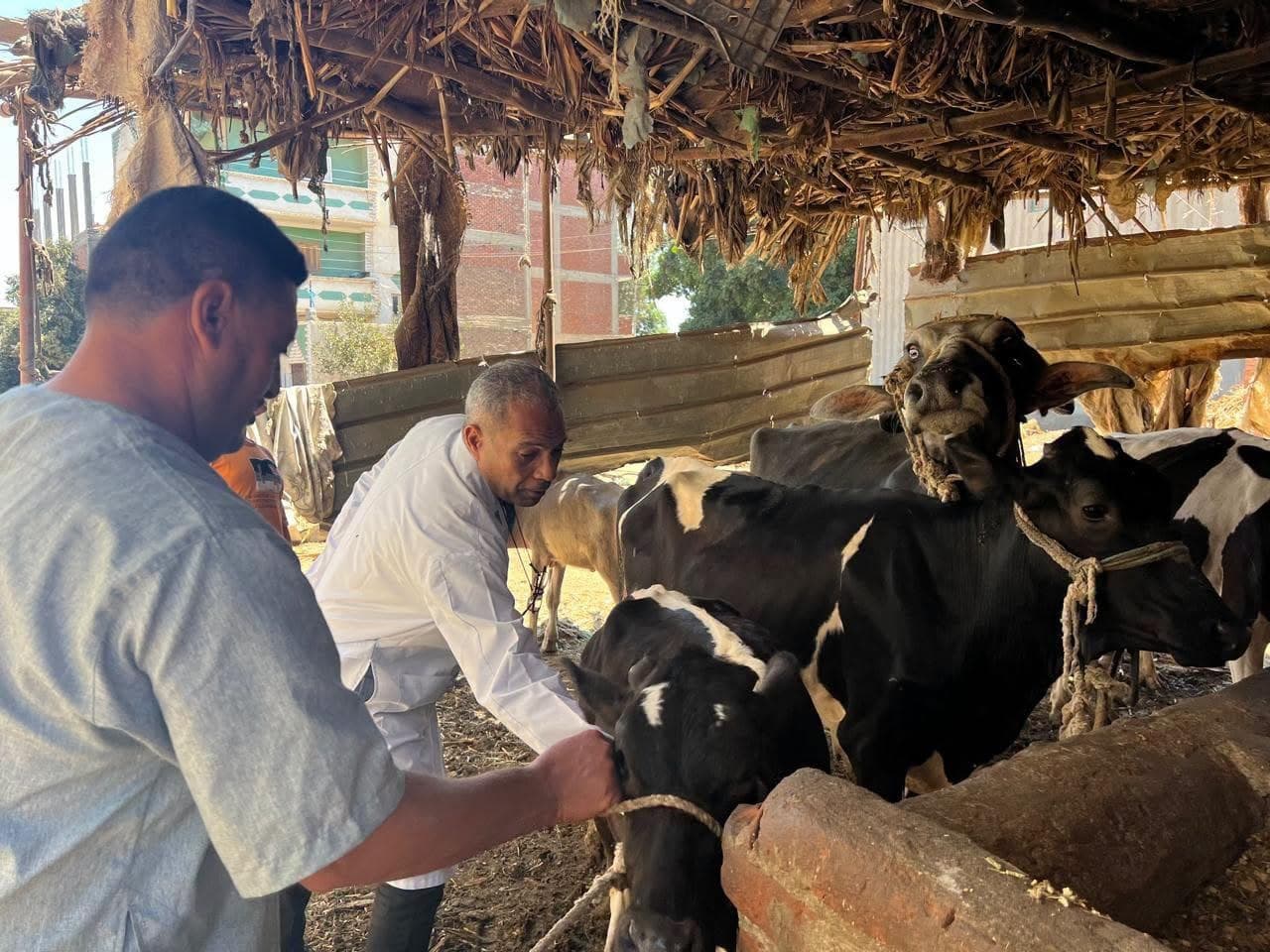 Livestock vaccination against FMD and RVF