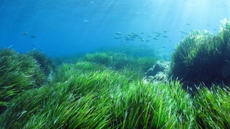 Microalgae Growth from Temperature Rise