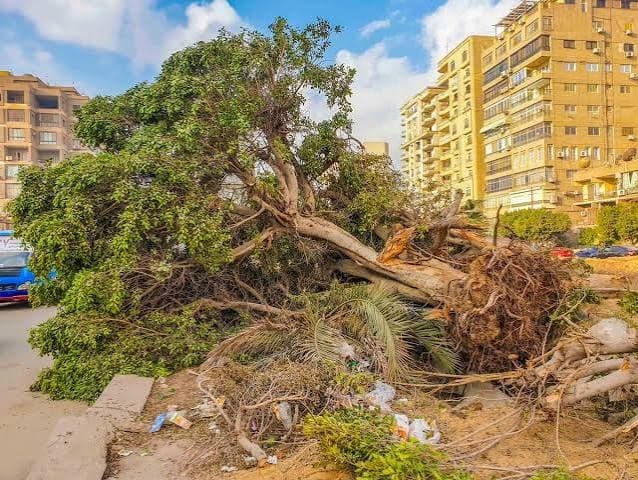 Government Asked About Deforestation Causes