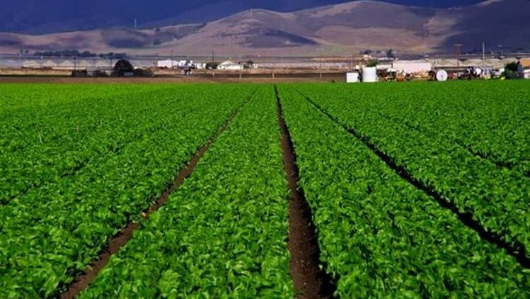 Egypt advances rural development efforts