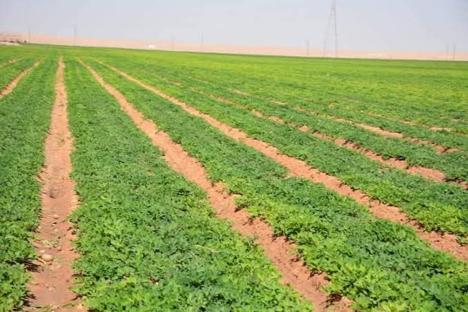 تطوير الخدمات المحلية في الوادي الجديد