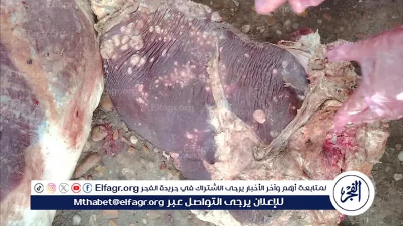 إعدام ذبيحة مريضة بالسل في المنيا