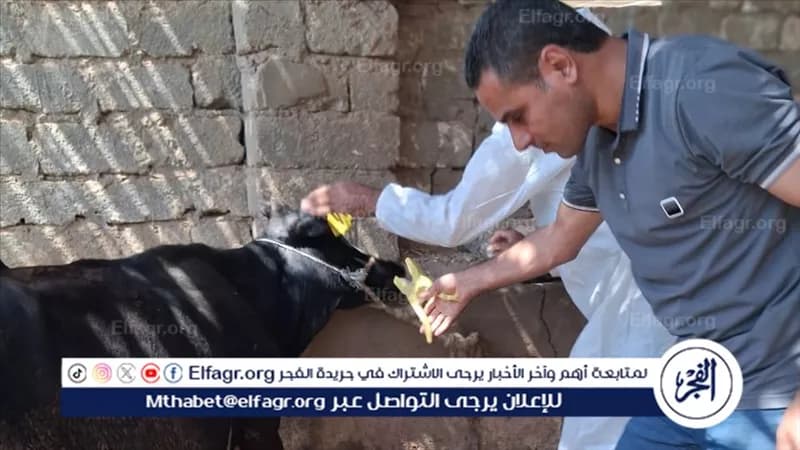 الفيوم: تحصين ماشية ضد الأمراض