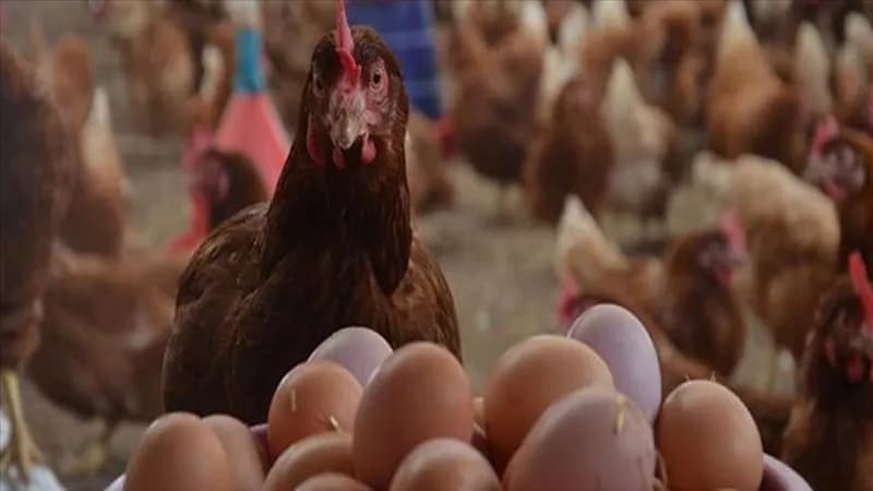 Sunday Chicken Prices October 11