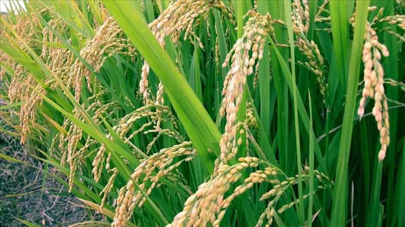 الزراعة تنهي حصاد 60% من الأرز وتدوير 610 ألف طن قش