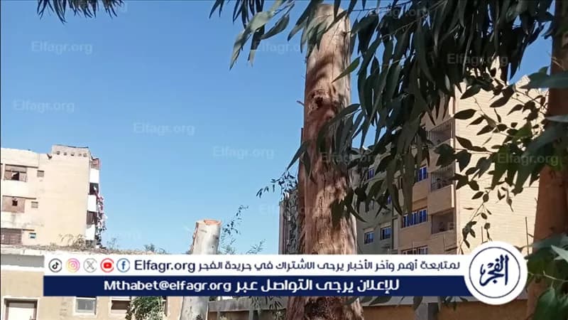 School officials investigated over ancient tree removal