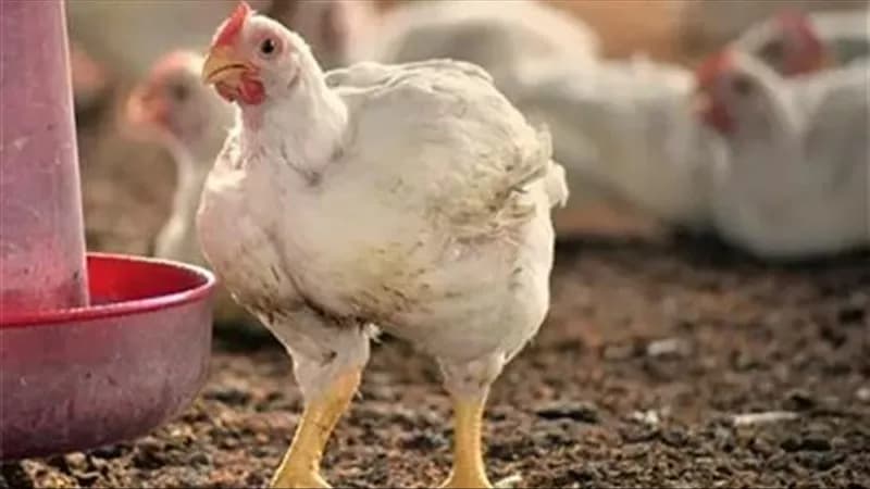 Poultry prices in markets on October 18