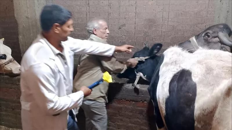 Dakahlia Continues Vaccination Campaign
