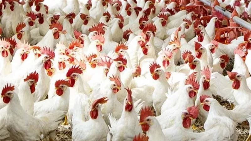 Thursday chicken prices October 22
