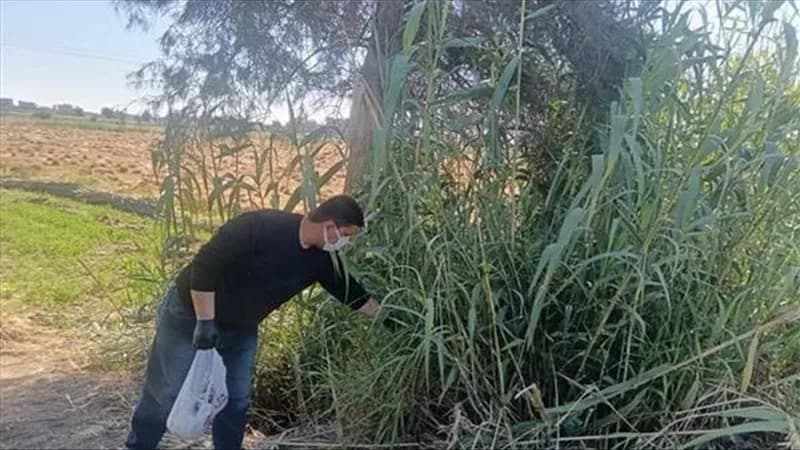 الزراعة تبدأ حملة لمكافحة القوارض بعد الحصاد