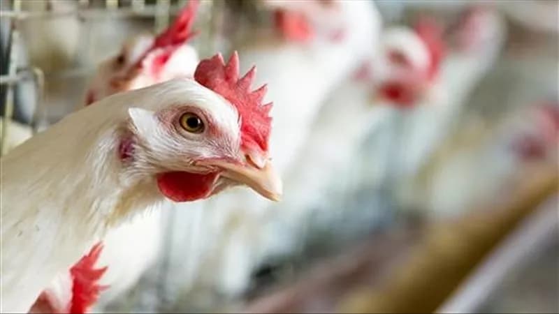 Poultry Prices in Egypt