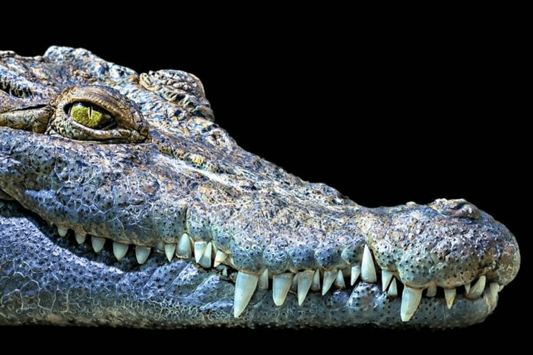 Crocodiles Deployed to Secure Israeli Prisons
