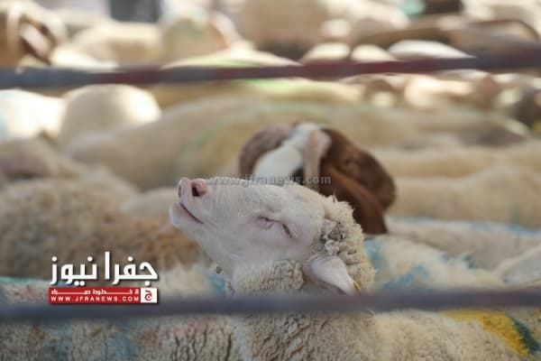تحذير لمربي المواشي في الأغوار