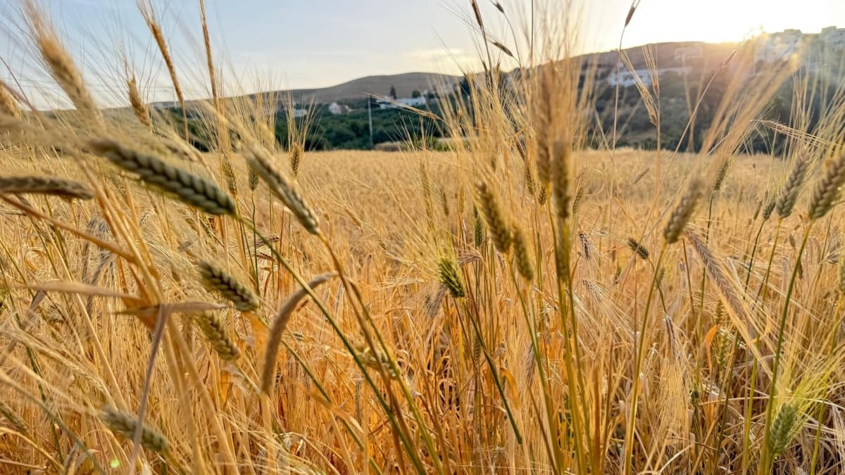 Jordan's harvest season is exceptional