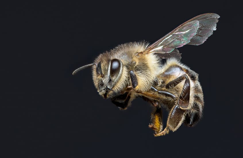 Bee venom shows potential for Parkinson's therapy