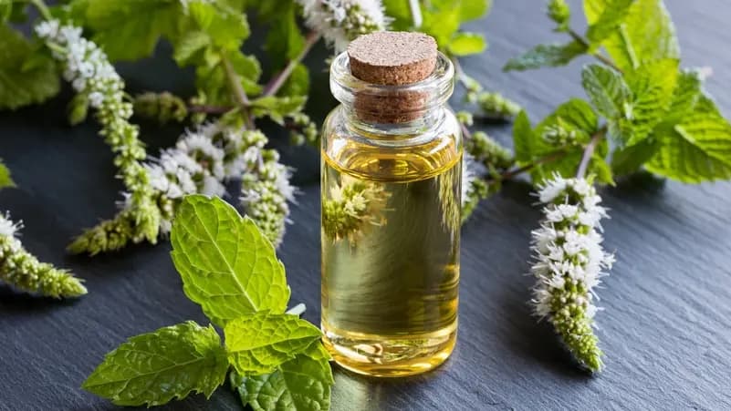 Peppermint oil's surprising blood pressure impact