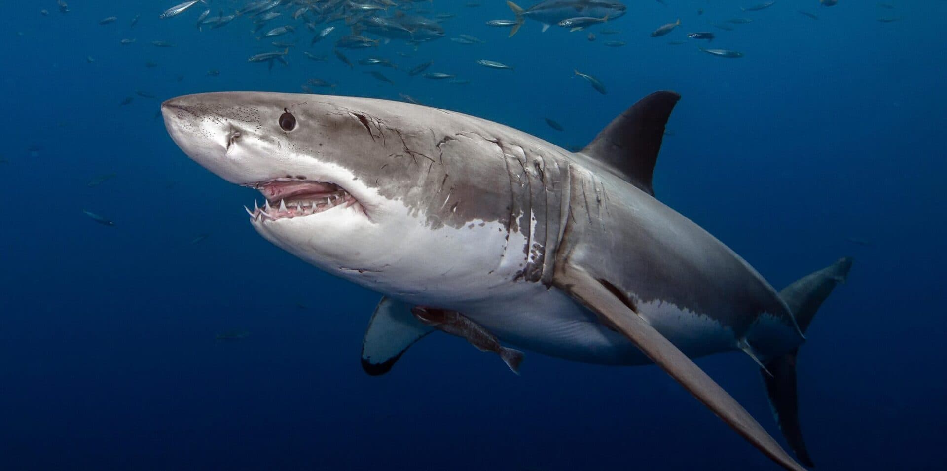 Ancient shark cemetery found in Egyptian desert