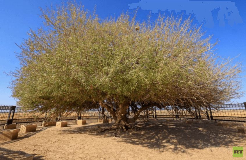 Jordan's tourist sites: the story of the blessed tree