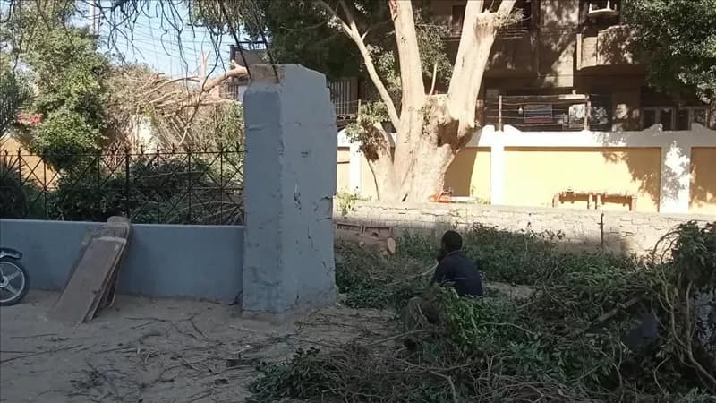 محافظ سوهاج يحقق في تقليم أشجار مدرسين بساقلتة