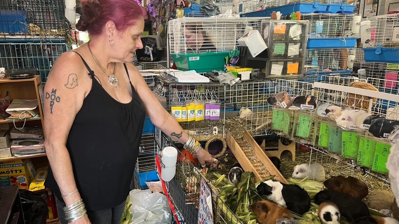 Massachusetts sanctuary overrun with guinea pigs
