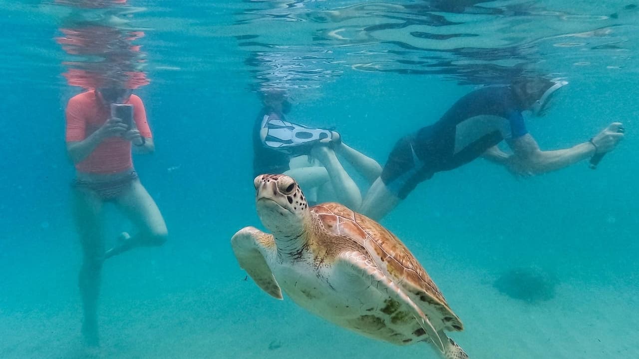 Earth's record-high water temps threaten ecosystems