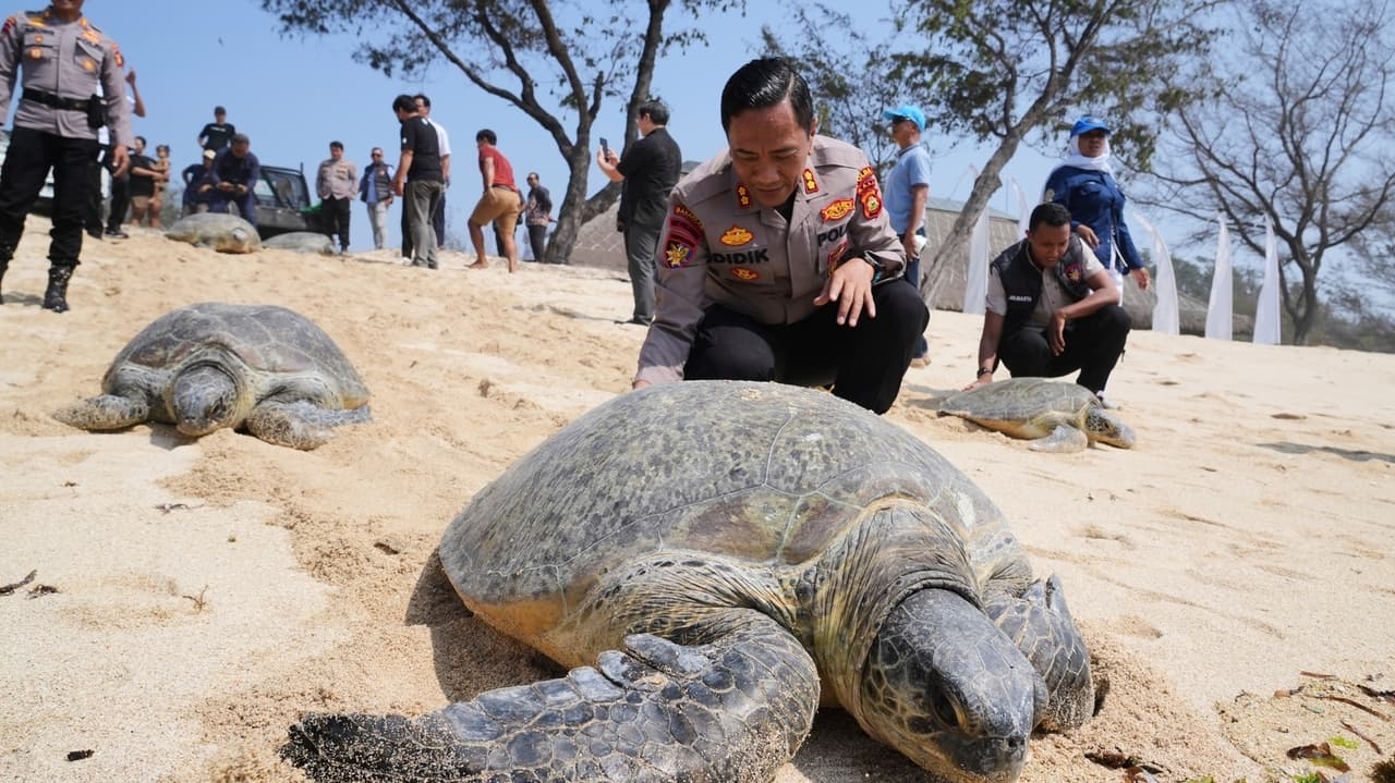 Indonesia Releases 20 Green Sea Turtles