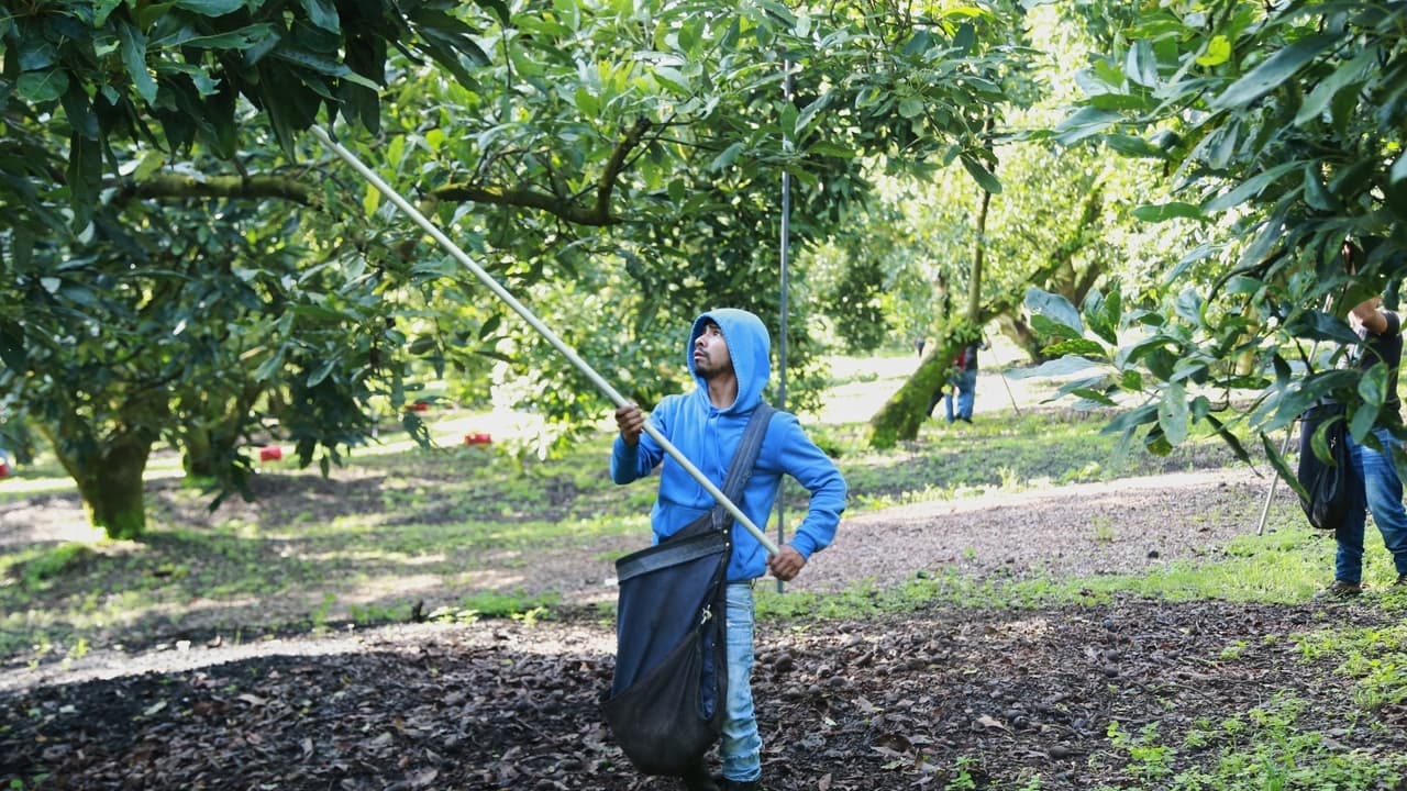 Mexico avocado exports resume despite security concerns