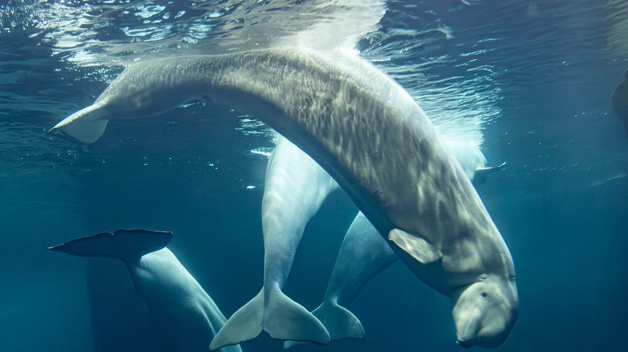Two beluga whales die at Chicago aquarium