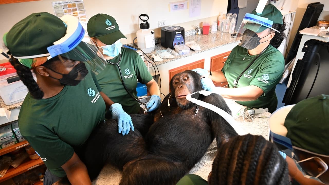 Chimpanzees from vaccine research receive health assessments