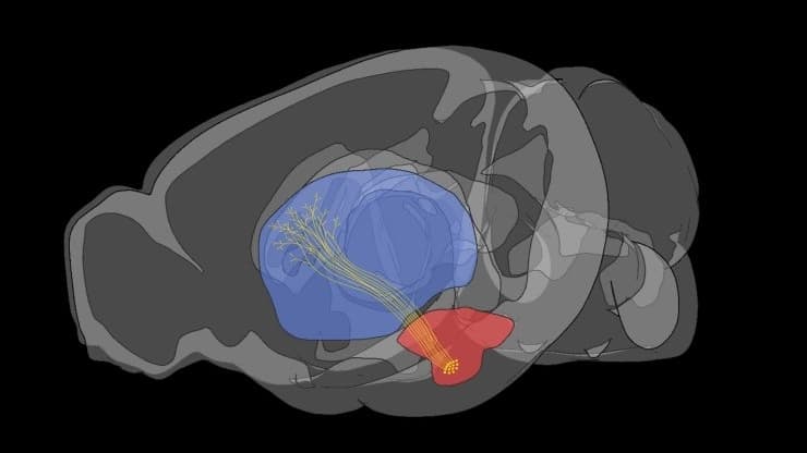 Stony Brook Researchers Advance OCD Therapy