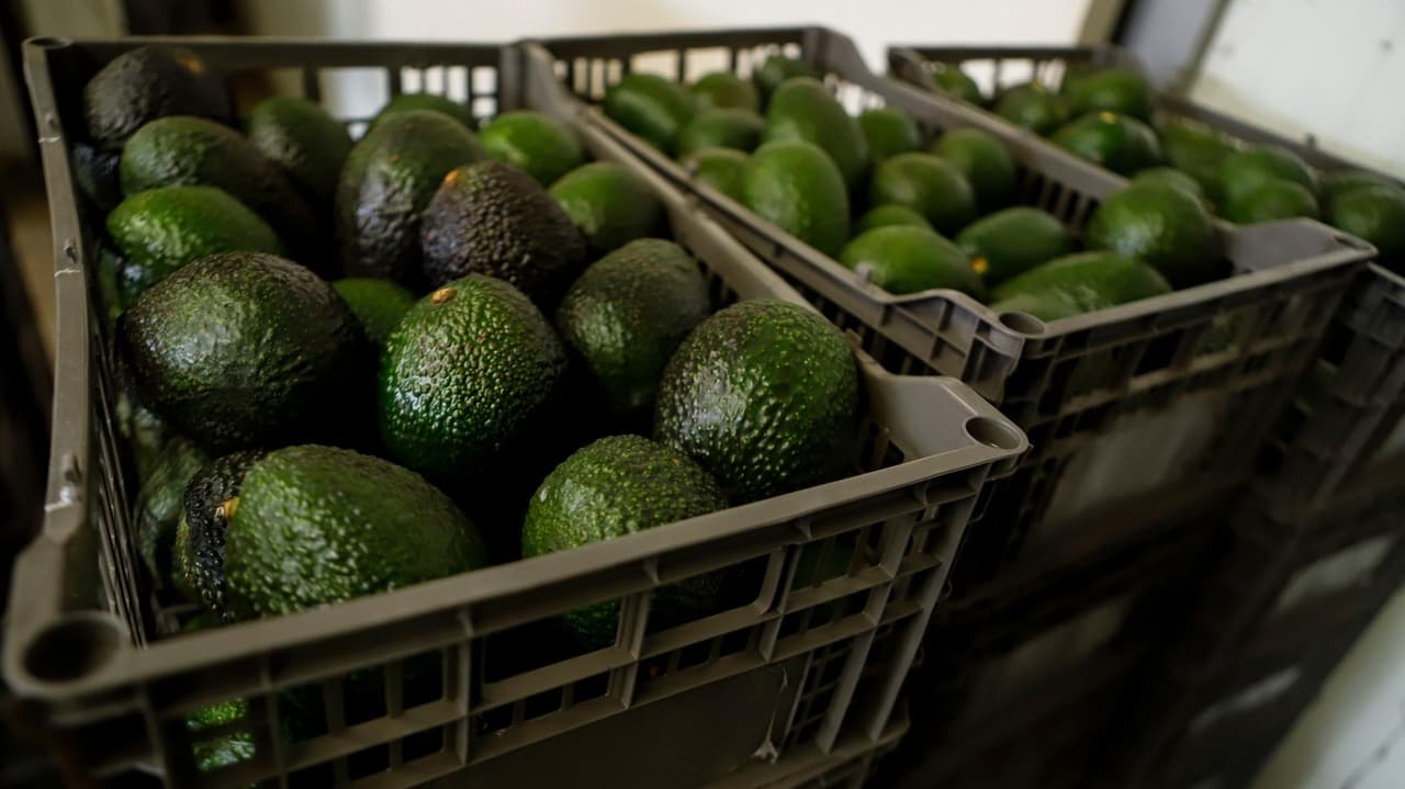 Mexican avocado exports to the US halted again