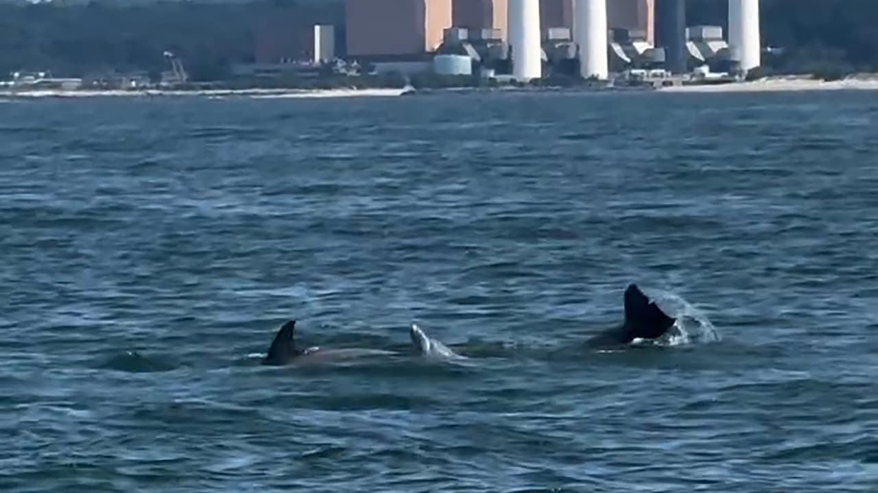 Dolphins Reappear in Long Island Sound